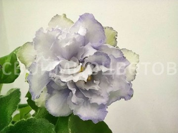 Фиалка ЛЕ-Белый Лебедь
